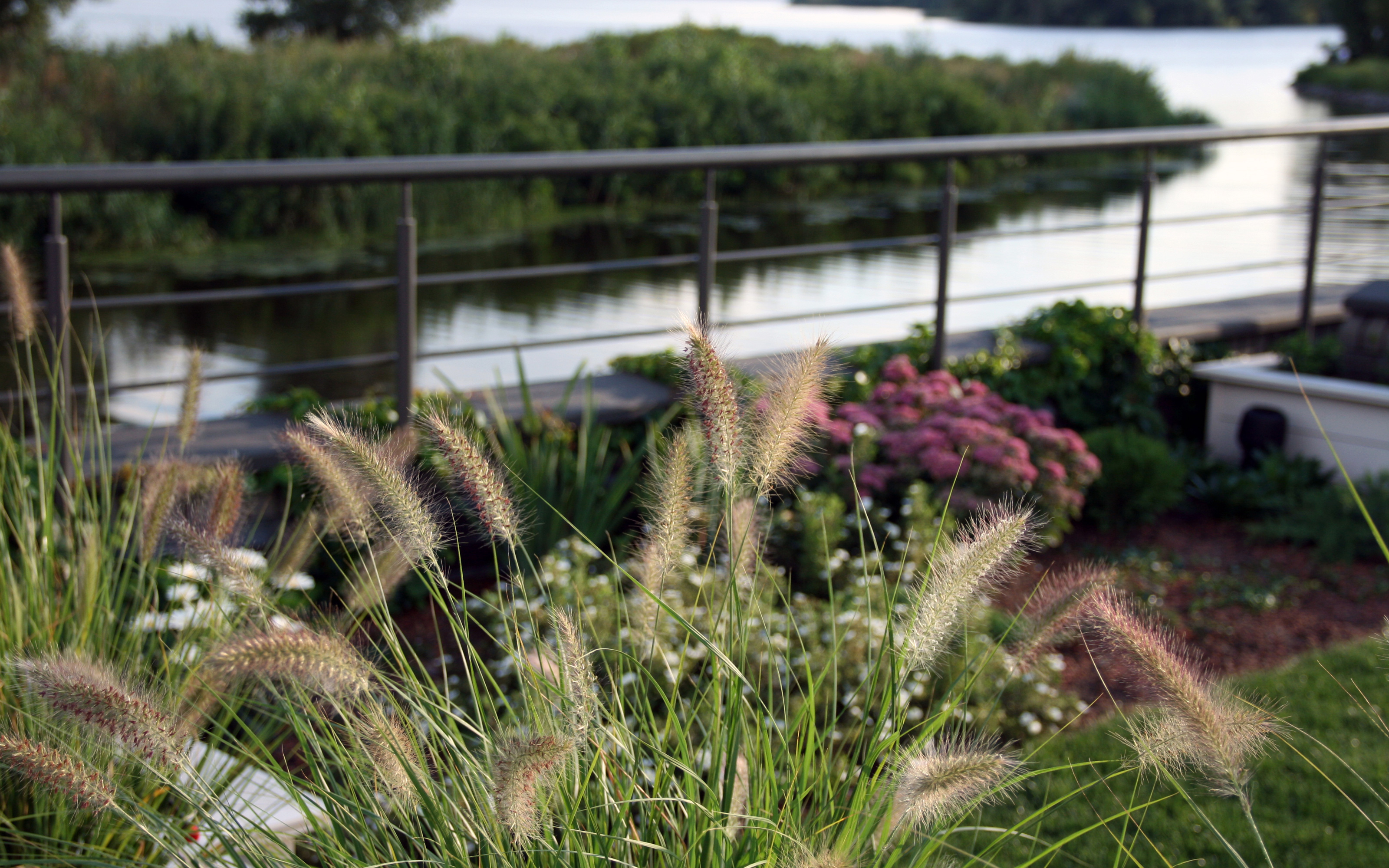 Green roof with lawn, shrubs and ornamental grasses